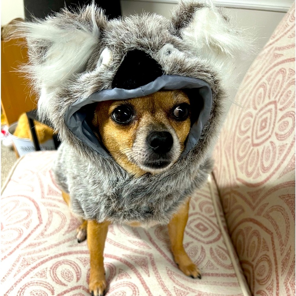Fury Halloween Costume